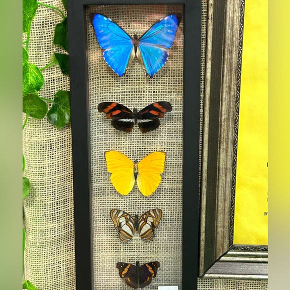 Announcing‼️ - Picture 5 of 5